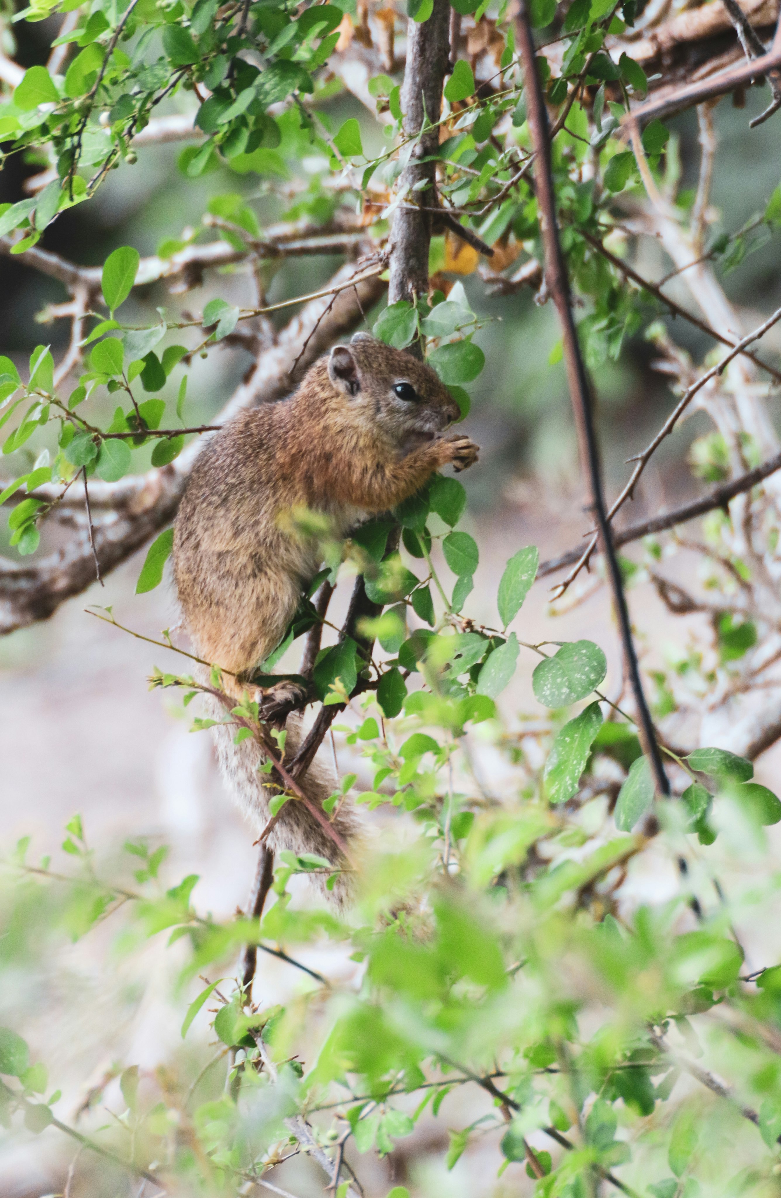 brown squirrel on green tree during daytime